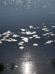 idontwannaklesch 023